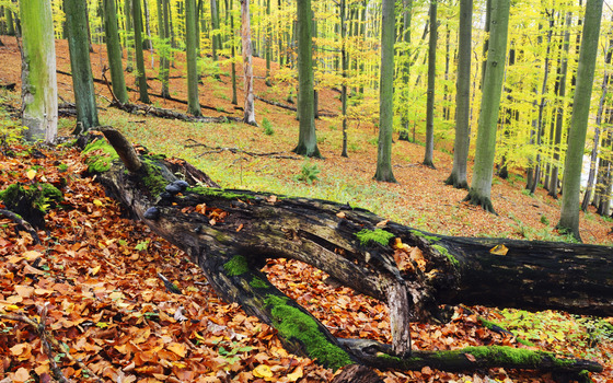 Totholz ist Leben, Foto: Stiftung NaturschutzFonds, Lizenz: Stiftung NaturschutzFonds