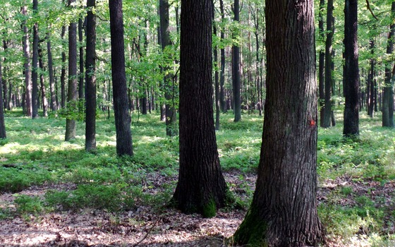 Wald, Foto: TVEEL, Lizenz: TVEEL