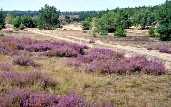 Blühende Heide, Foto: Naturpark, Lizenz: Naturpark