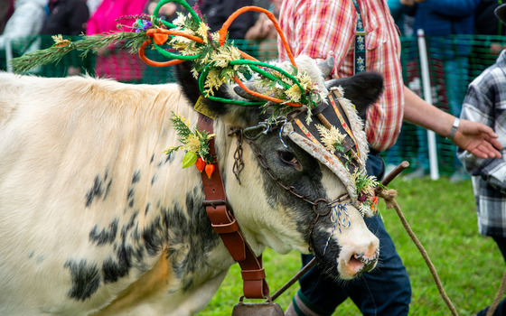 Niederlausitzer Almabtrieb, Foto: Matthias Schober, Lizenz: Matthias Schober