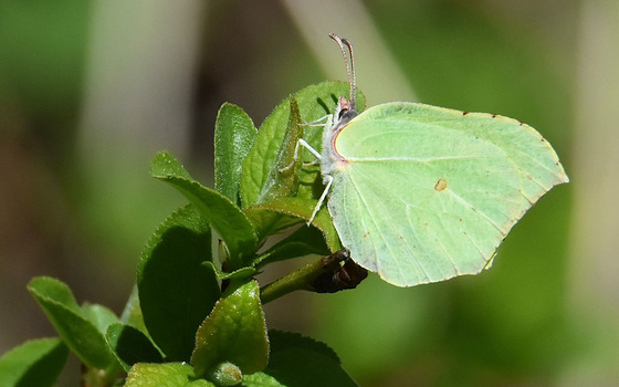 Foto: Nicola Glaser, Naturwacht Brandenburg im Naturpark Niederlausitzer Heidelandschaft, Lizenz: Nicola Glaser, Naturwacht Brandenburg im Naturpark Niederlausitzer Heidelandschaft
