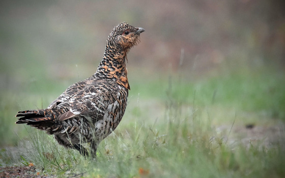 Foto: Nicola Glaser, Naturwacht Brandenburg, Lizenz: Nicola Glaser