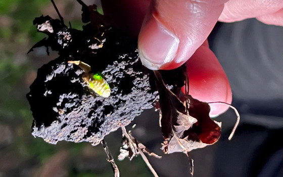 Foto: Susann Nitzsche, Naturwacht Brandenburg, Lizenz: Susann Nitzsche, Naturwacht Brandenburg