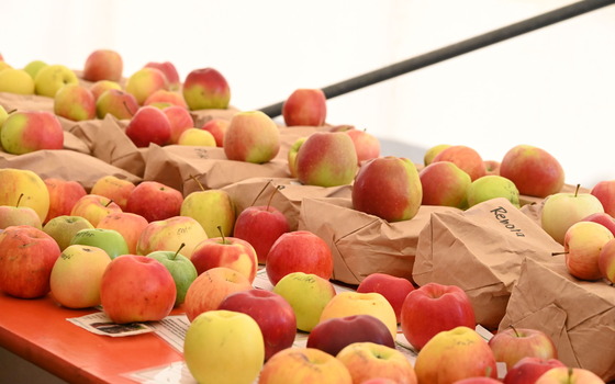 Foto: Nicola Glacer, Lizenz: Naturpark Niederlausitzer Heidelandschaft