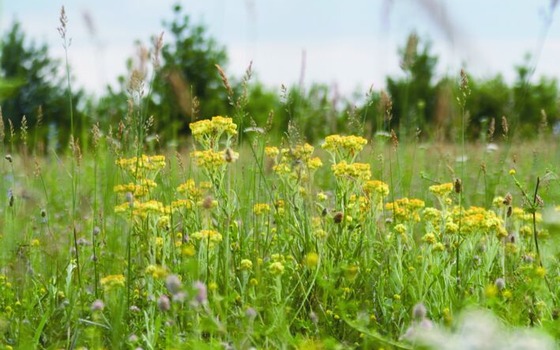 Foto: Stefan R&ouml;hrscheid, Lizenz: Stefan R&ouml;hrscheid