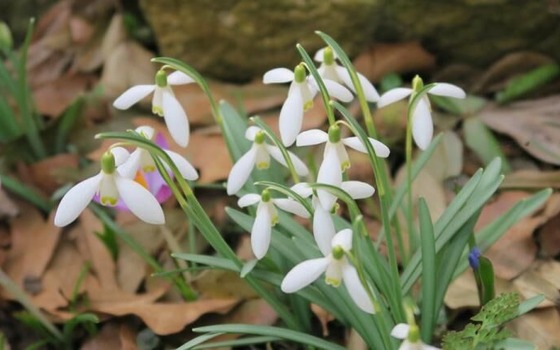 Foto: Pfarrgarten Saxdorf, Lizenz: Pfarrgarten Saxdorf