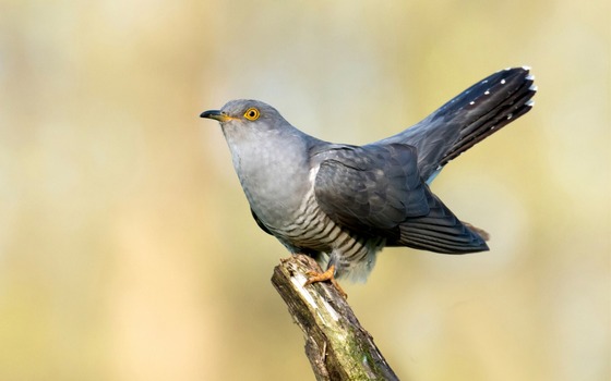 Foto: Piotr Krzeslak