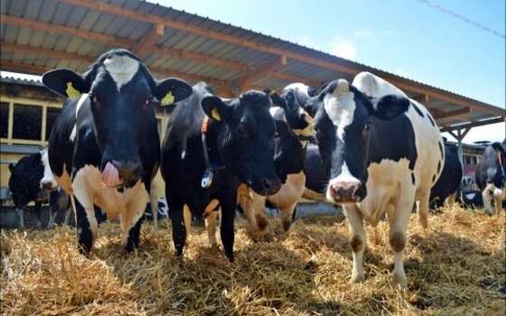 Foto: Agrargenossenschaft Sonnewalde eG