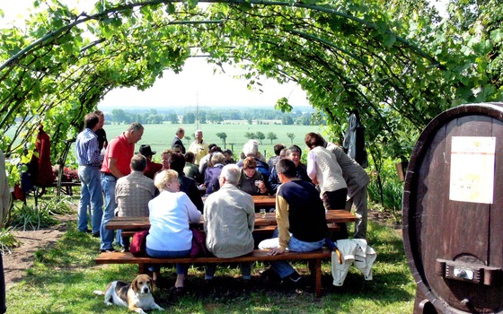 Menschen sitzen unter einer Weinlaube an Bänken, mit Blick auf Felder., Foto: Weinbauverein Schlieben, Lizenz: Weinbauverein Schlieben